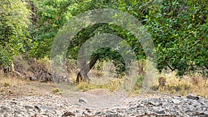 Ranthambore tiger or tigress walking in green forest on territory marking. story telling image of tiger walking in tiger reserve