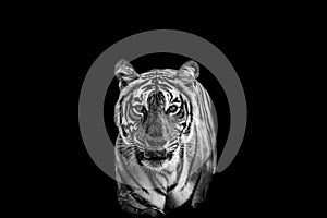 ranthambore wild female bengal tiger or panthera tigris extreme close up Fine art black and white image or portrait in safari at