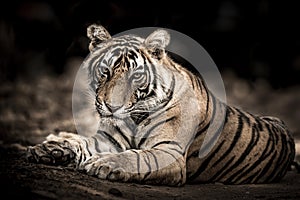 Ranthambore wild male bengal tiger extreme close up Fine art image or portrait at ranthambore national park or tiger reserve