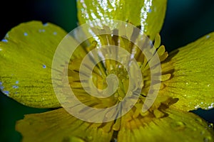 Ranunculaceae flower growing in woodlands, close up shoot