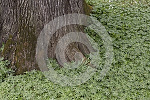 Ranunculaceae plant like carpet around the tree root