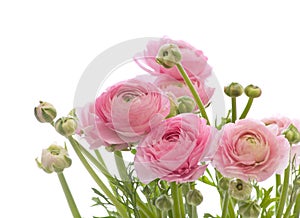 Ranunculus