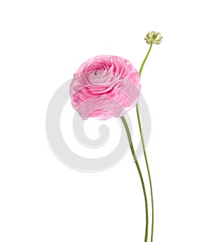 Ranunculus