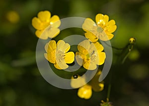Ranunculus acris