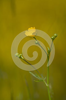 Ranunculus acris, meadow buttercup in the morning, Vosges, France