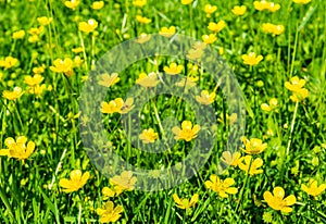 Ranunculus acris meadow in spring