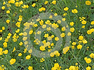 Ranunculus acris in spring