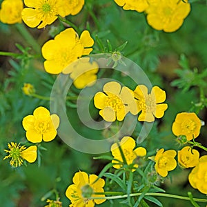Ranunculus acris in spring