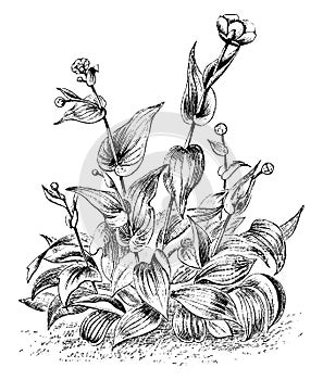 Ranunculus Amplexicaulis vintage illustration photo