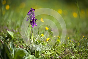 Ranunculus and anacamptis morio, the green-winged orchid