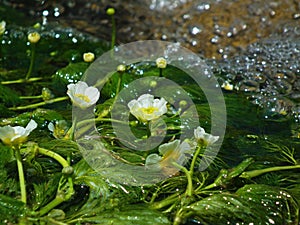 Ranunculus aquatilis, the common water-crowfoot or white water-crowfoot flower , flora Iran