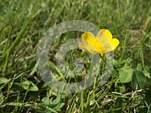 Ranunculus arvensis Hahnenfuss on grassland photo