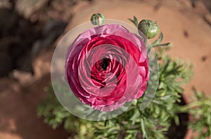 Ranunculus asiaticus, marimoÃÂ±a, o francesilla pink flower photo