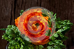 Ranunculus asiaticus or Persian buttercup orange flower wooden background