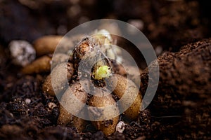 Ranunculus asiaticus or persian buttercup. Sprouting ranunculus corms in a seed tray. Ranunculus corms, tubers or bulbs.