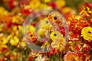 Ranunculus asiaticus red yellow Persian buttercup