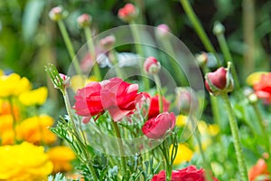 Ranunculus asiaticus seedlings in a flower