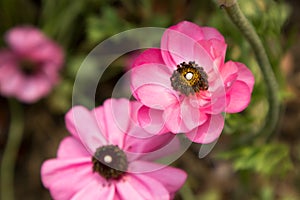 Ranunculus asiaticusï¼ˆL.ï¼‰Lepech-Ranunculus Japonicus