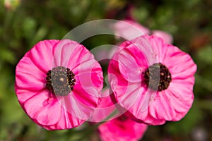 Ranunculus asiaticusï¼ˆL.ï¼‰Lepech-Ranunculus Japonicus