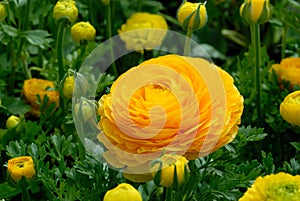 Ranunculus blossom and buds