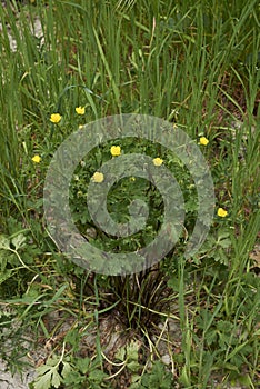 Ranunculus bulbosus in bloom