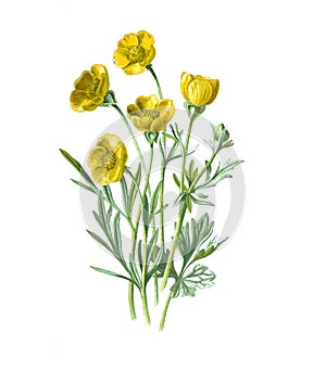 Ranunculus bulbosus flower. Beautiful Antique hand drawn flowers illustration. bulbous buttercup or St Anthony`s turnip or bulbo
