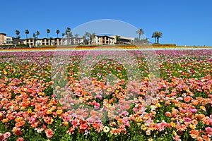 Ranunculus Buttercup Field Carlsbad Spring