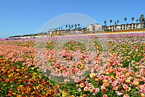 Ranunculus Buttercup Field Carlsbad Spring