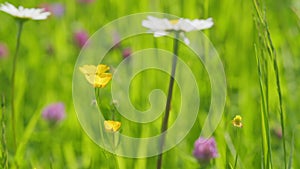 Ranunculus or buttercups and spearworts flowers field meadow in delicate lights. Wild flowers buttercups blossoming on