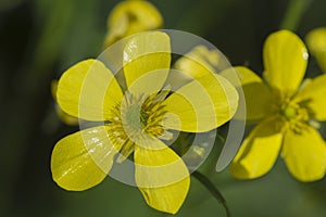 Ranunculus Cortusifolius Flowers Azores Buttercup