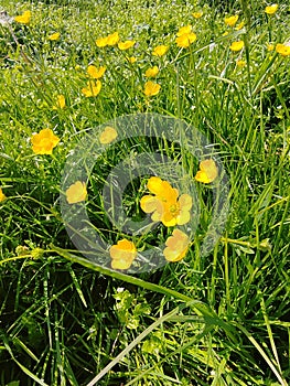 Ranunculus Ã¡cris is a herbaceous plant, type species of the genus Buttercup photo