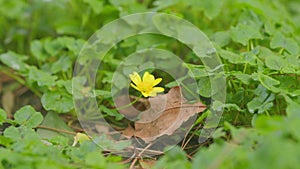 Ranunculus Ficaria With Background Of Green Leaves In Early Spring.