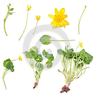 Ranunculus ficaria (Lesser celandine)