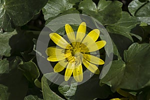 Ranunculus ficaria (Ranunculus ficaria