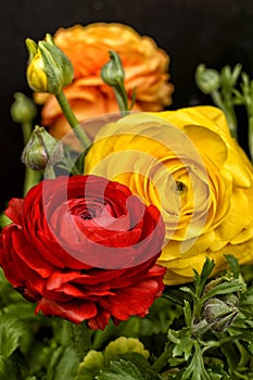 Ranunculus flower