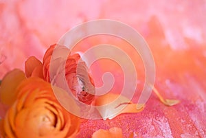 Ranunculus flower