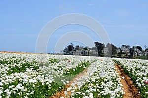Ranunculus Flower Field