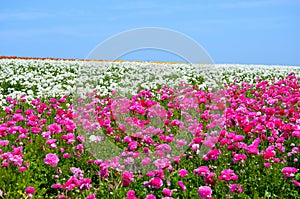 Ranunculus Flower Field