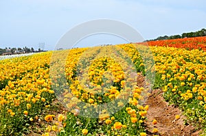 Ranunculus Flower Field