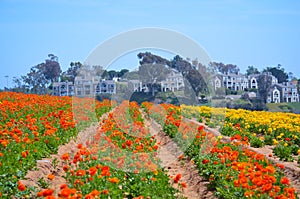 Ranunculus Flower Field