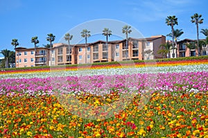 Ranunculus Flower Field