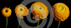 Ranunculus Flower Series