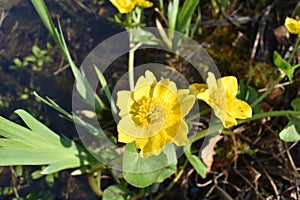 Ranunculus flowers