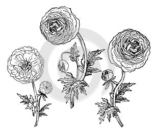 Ranunculus Flowers