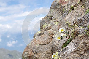 Ranunculus glacialis photo