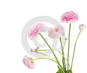 Ranunculus