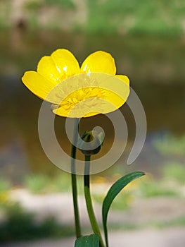 Ranunculus Lingua