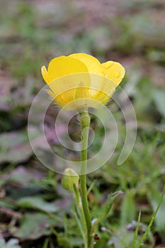 Ranunculus paludosus - wild plant