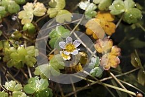 Ranunculus penicillatus - Wild plant shot in the spring