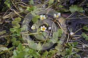 Ranunculus penicillatus - Wild plant shot in the spring